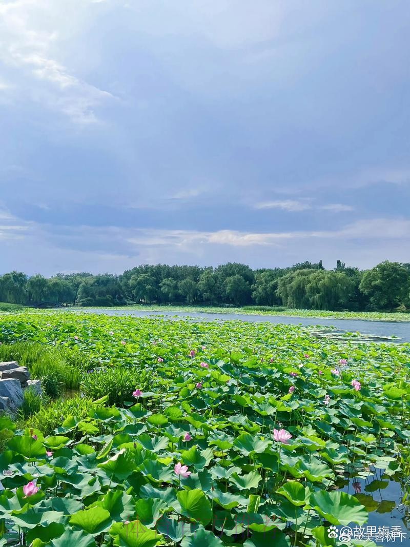 皇馬態沉博「細」